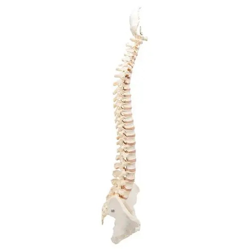 A794_04_BONElike-Human-Vertebral-Column-Model.webp