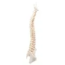 A794_04_BONElike-Human-Vertebral-Column-Model.webp