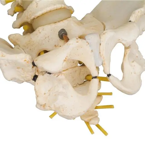 A52_07_Colonne-vertebrale-enfant-3B-BONElike.webp