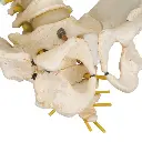 A52_07_Colonne-vertebrale-enfant-3B-BONElike.webp