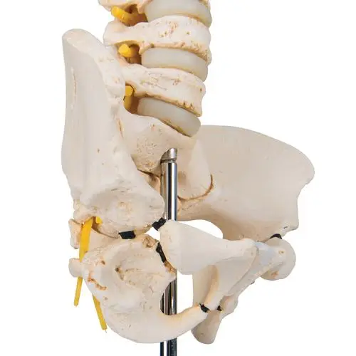 A52_06_Colonne-vertebrale-enfant-3B-BONElike.webp
