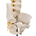 A52_06_Colonne-vertebrale-enfant-3B-BONElike.webp