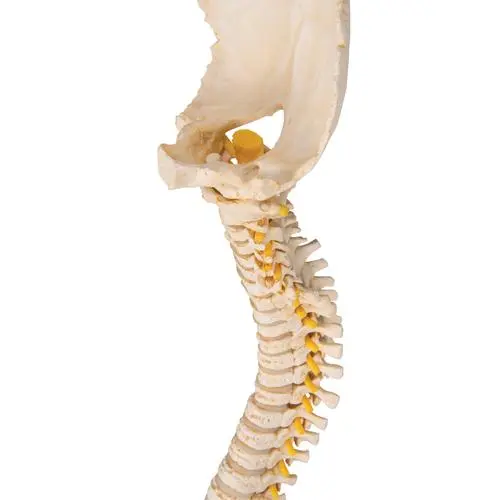 A52_05_Colonne-vertebrale-enfant-3B-BONElike.webp