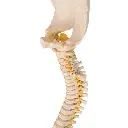 A52_05_Colonne-vertebrale-enfant-3B-BONElike.webp