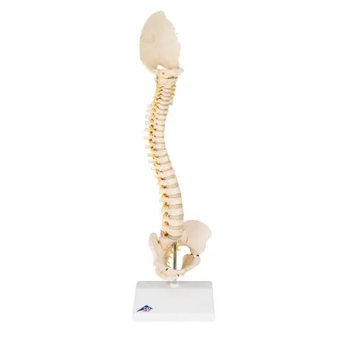 A52_02_Colonne-vertebrale-enfant-3B-BONElike.webp