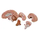 C18_06_Classic-Human-Brain-Model-5-part.webp
