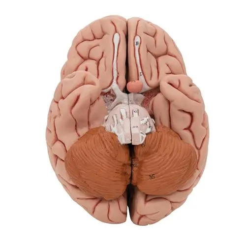 C18_08_Classic-Human-Brain-Model-5-part.webp