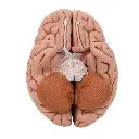 C18_08_Classic-Human-Brain-Model-5-part.webp