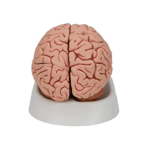 C18_03_Classic-Human-Brain-Model-5-part.webp