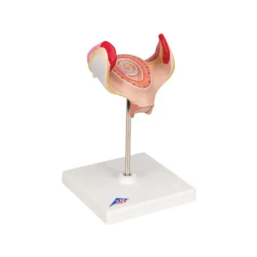 L10-1_02_Modele-dembryon-a-1-mois.webp