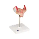 L10-1_02_Modele-dembryon-a-1-mois.webp