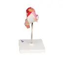 L10-1_05_Modele-dembryon-a-1-mois.webp