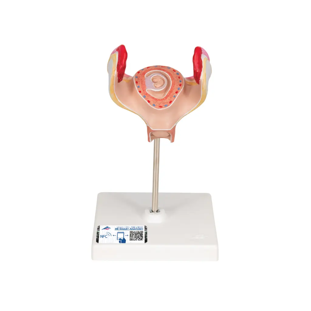 L10-1_01_1200_1200_Modele-dembryon-a-1-mois.webp