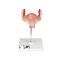 L10-1_01_1200_1200_Modele-dembryon-a-1-mois.webp