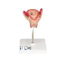 L10-2_01_1200_1200_Modele-dembryon-a-2-mois.webp
