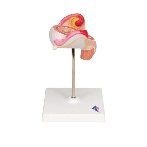 L10-2_03_Modele-dembryon-a-2-mois.webp