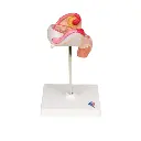 L10-2_03_Modele-dembryon-a-2-mois.webp