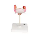 L10-2_04_Modele-dembryon-a-2-mois.webp