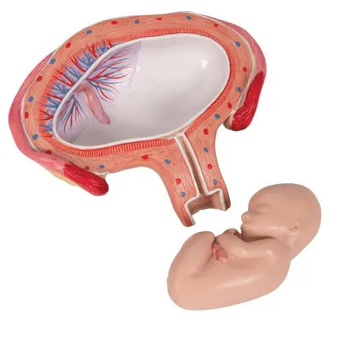 L10-4_07_Fetus-Model-4th-Month-in-Abdominal-Position.webp