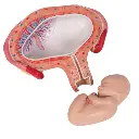 L10-4_07_Fetus-Model-4th-Month-in-Abdominal-Position.webp