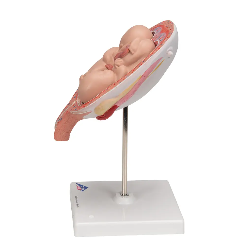 L10-7_05_1200_1200_Foetus-jumeaux-a-5-mois-position-normale.webp