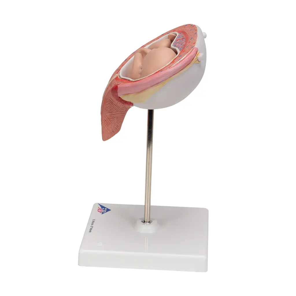 L10-6_05_1200_1200_Foetus-a-5-mois-decubitus-dorsal.webp