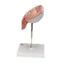 L10-6_05_1200_1200_Foetus-a-5-mois-decubitus-dorsal.webp