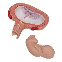 L10-6_07_Foetus-a-5-mois-decubitus-dorsal.webp