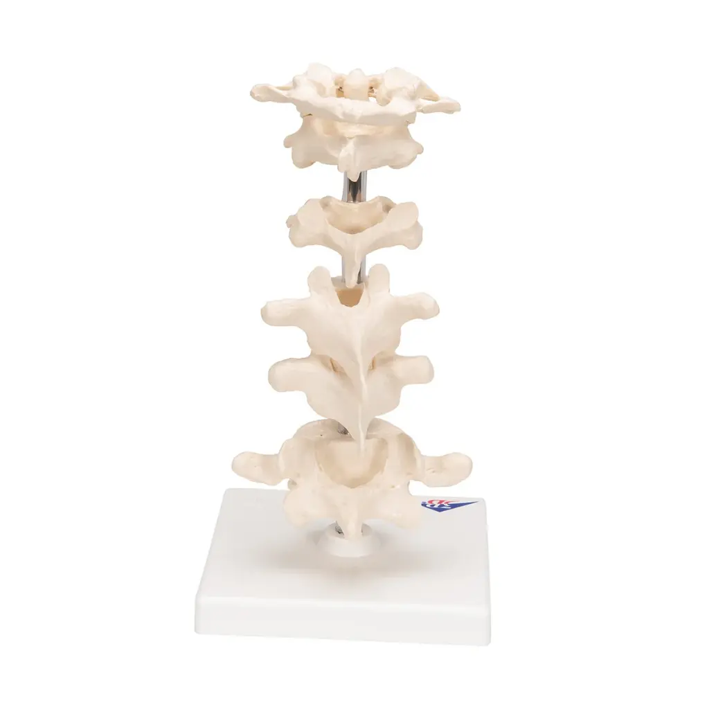 a75_04_1200_1200_model-of-6-human-vertebrae-mounted-on-stand-atlas-axis-cervical-2x-thoracic-lumbar-3b-smart-anatomy__18140.1636425949.1280.1280.webp