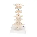 a75_04_1200_1200_model-of-6-human-vertebrae-mounted-on-stand-atlas-axis-cervical-2x-thoracic-lumbar-3b-smart-anatomy__18140.1636425949.1280.1280.webp