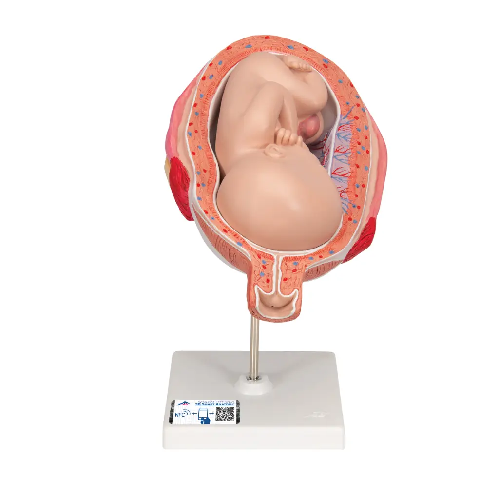 L10-8_01_1200_1200_Foetus-a-7-mois.webp