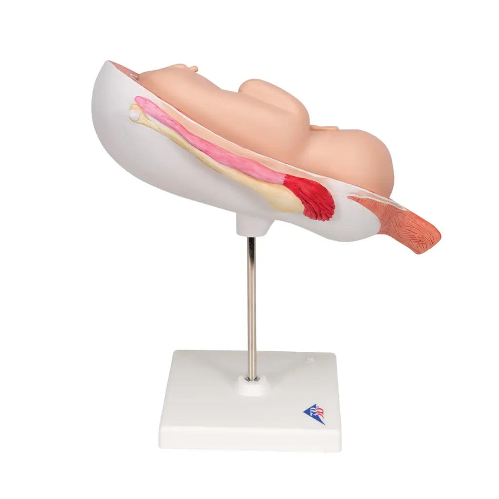 L10-8_03_1200_1200_Foetus-a-7-mois.webp