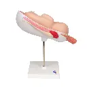 L10-8_03_1200_1200_Foetus-a-7-mois.webp