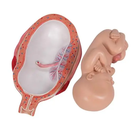 L10-8_07_Foetus-a-7-mois.webp