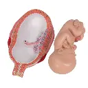 L10-8_07_Foetus-a-7-mois.webp