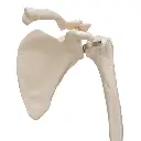 A46_07_Squelette-du-membre-superieur-avec-scapula-omoplate-et-clavicule.webp