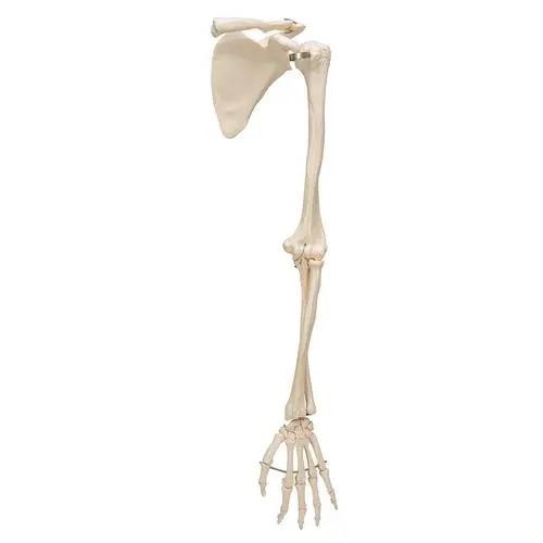 A46_05_Squelette-du-membre-superieur-avec-scapula-omoplate-et-clavicule.webp