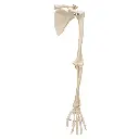 A46_05_Squelette-du-membre-superieur-avec-scapula-omoplate-et-clavicule.webp