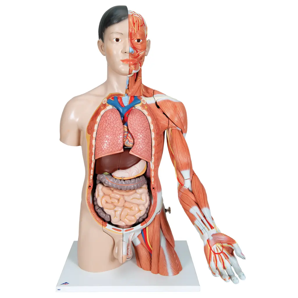 B41_05_1200_1200_Life-Size-Asian-Dual-Sex-Human-Torso-Model-with-Muscular-Arm-33-part.webp