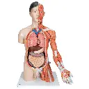 B41_05_1200_1200_Life-Size-Asian-Dual-Sex-Human-Torso-Model-with-Muscular-Arm-33-part.webp