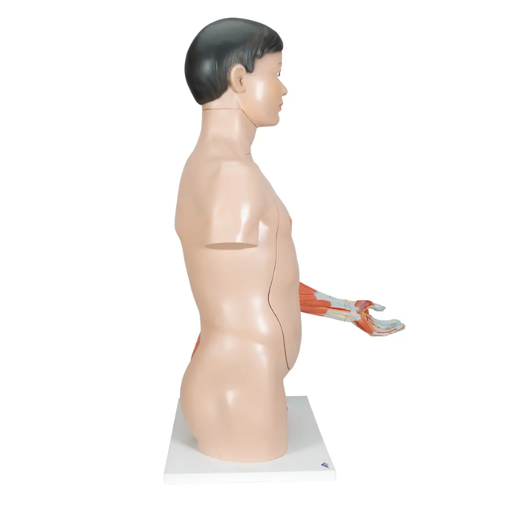 B41_02_1200_1200_Life-Size-Asian-Dual-Sex-Human-Torso-Model-with-Muscular-Arm-33-part.webp