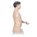 B41_02_1200_1200_Life-Size-Asian-Dual-Sex-Human-Torso-Model-with-Muscular-Arm-33-part.webp