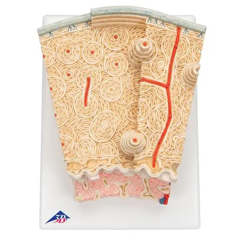A79_07_3B-MICROanatomy-Human-Bone-Structure-80-times-enlarged.webp