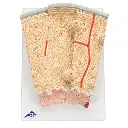 A79_07_3B-MICROanatomy-Human-Bone-Structure-80-times-enlarged.webp