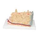 A79_05_3B-MICROanatomy-Human-Bone-Structure-80-times-enlarged.webp