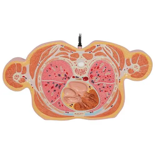 VA20_08_Torse-en-tranches-15-tranches.webp