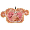 VA20_08_Torse-en-tranches-15-tranches.webp