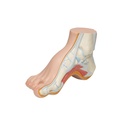 image_06