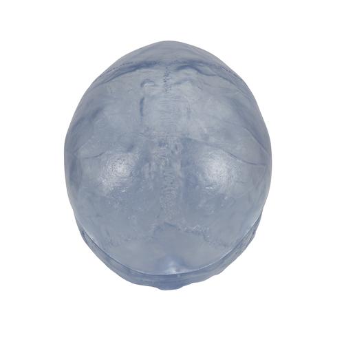 A20-T_04_Transparent-Classic-Human-Skull-Model-3-part