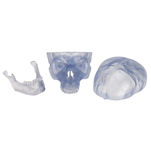 A20-T_06_Transparent-Classic-Human-Skull-Model-3-part